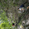 siestaci3